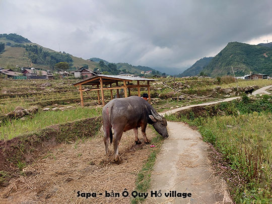 18-5-sapa-ban-o-quy-ho-village.jpg