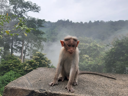 baby-monkey-cheeyappara-waterfalls-munnar-national-road.jpg