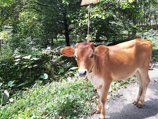 A cow on the road to Munnar, Kerala, India