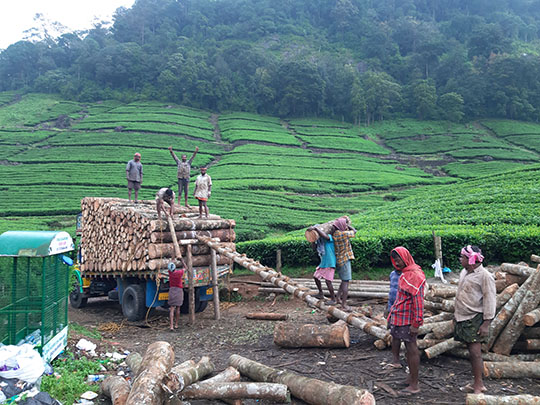 Kochi to Munnar road--tea plantations.jpg
