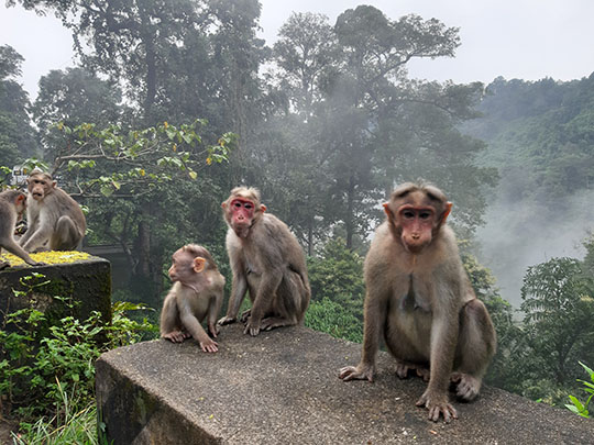 monkeys-cheeyappara-waterfalls-munnar-kerala.jpg