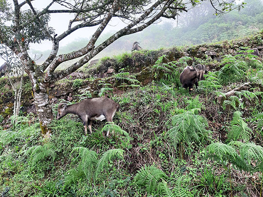 munnar-wild-goats-eravikulam-park.jpg
