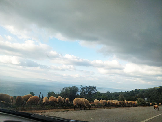 sheep-in-Pelion-Greece.jpg