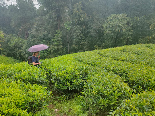 tea-plantations-munnar-kerala.jpg