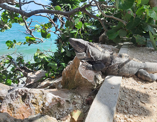 tulum-ruins-mexico.jpg