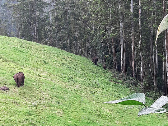 wild-elephants-munnar-kochi.jpg